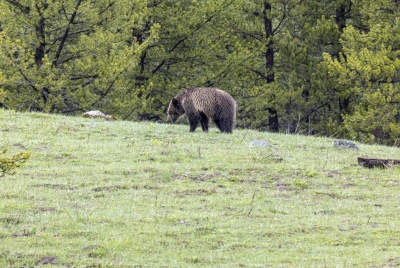 Obsidian and Cubs May 2025